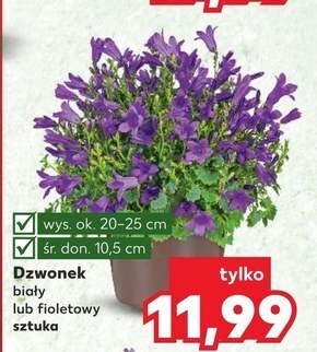 Kaufland Roślina doniczkowa oferta