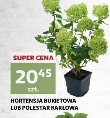 Auchan Hortensja bukietowa oferta