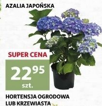 Auchan Hortensja oferta