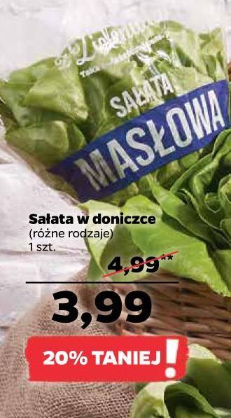 Netto Sałata masłowa z zieleniaka netto oferta