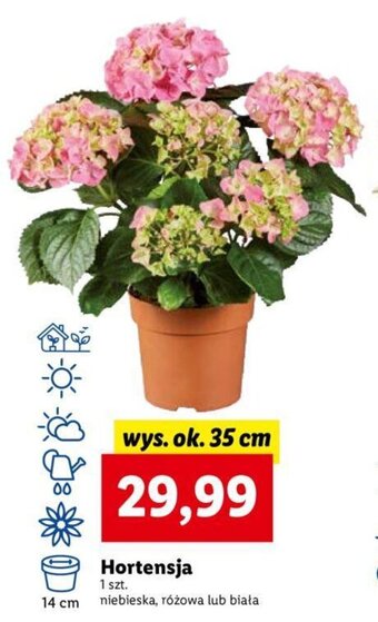 Lidl Hortensja oferta