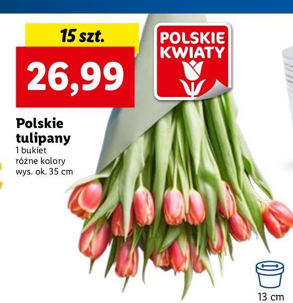 Promocja Tulipany w Lidl
