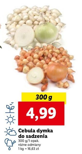 Lidl Cebula dymka oferta