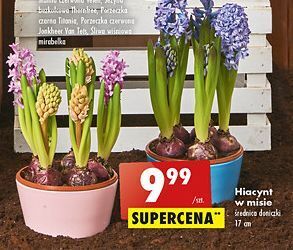 Biedronka Hiacynt w misie 17 cm oferta