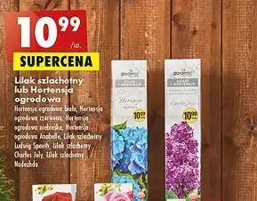 Biedronka Hortensja ogrodowa czerwona gardenic oferta