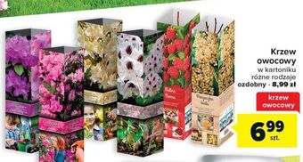 Carrefour Krzew ozdobny oferta