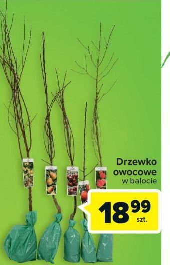 Carrefour Drzewko owocowe oferta