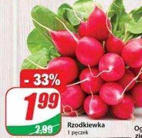 Dino Rzodkiewka oferta