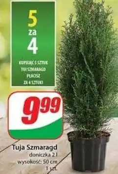 Dino Thuja smaragd wys. 50 cm oferta