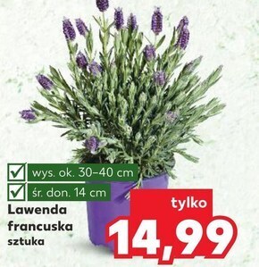 Kaufland Lawenda oferta