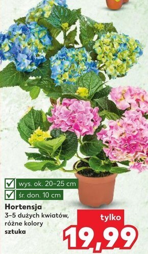 Kaufland Hortensja oferta