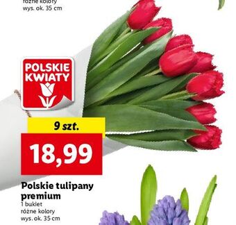 Lidl Tulipany oferta