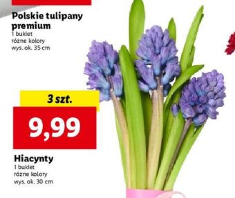 Lidl Hiacynt oferta
