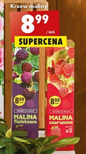 Biedronka Malina czerwona oferta