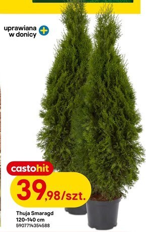 Thuja