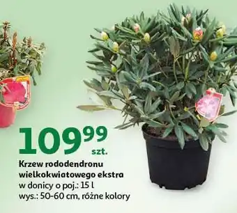 Auchan Rododendron z pąkami 50-60 cm oferta