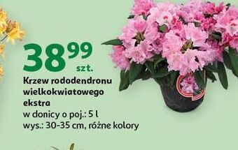 Auchan Krzew rododendronu wielokwiatowego ekstra don. 5 l oferta