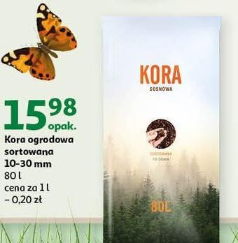 Kora sosnowa