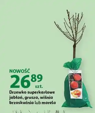 Auchan Drzewko owocowe jabłoń oferta