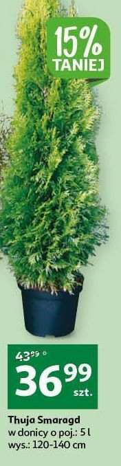 Auchan Thuja smaragd 120-140 cm oferta