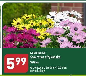 ALDI Stokrotka afrykańska don. 10.5 cm garden line oferta