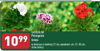 Pelargonia don. 12 cm garden line