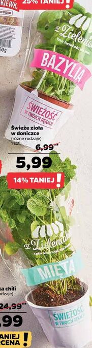 Netto Mięta z zieleniaka netto oferta