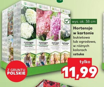 Kaufland Hortensja oferta