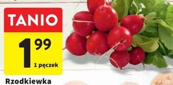 Rzodkiewka