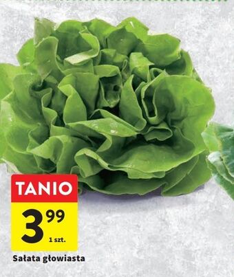 Intermarche Sałata głowiasta oferta