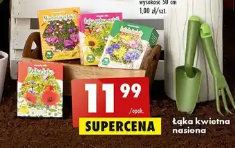 Biedronka Nasiona dzika łąka oferta