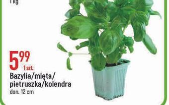 E.Leclerc Mięta don. 12 cm oferta