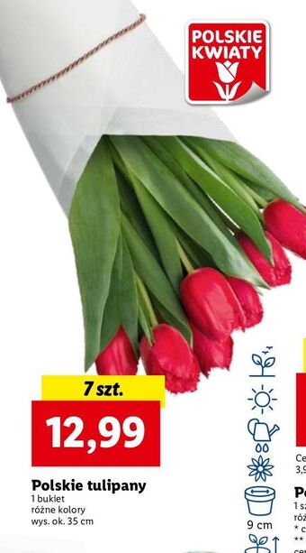 Lidl Tulipany oferta