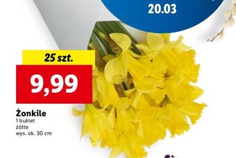Lidl Żonkile oferta