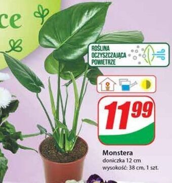 Dino Monstera oferta