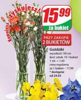 Dino Goździki 50 cm oferta