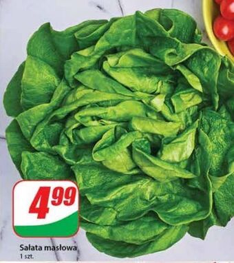 Dino Sałata masłowa oferta