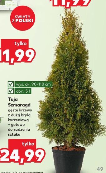 Kaufland Tuja szmaragd oferta