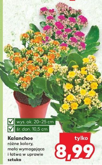 Kaufland Kalanchoe doniczka 10.5 cm oferta