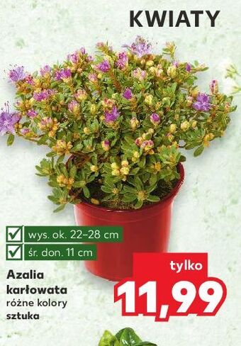 Azalia karłowata 11 cm