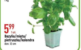 E.Leclerc Bazylia oferta