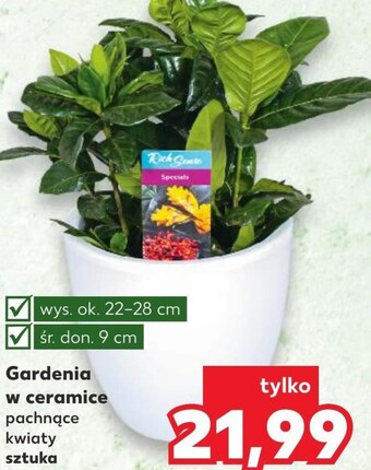 Kaufland Kwiat oferta