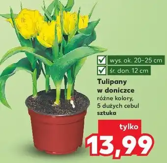 Kaufland Tulipany w doniczce oferta