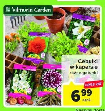 Carrefour Cebulki wiosenne oferta