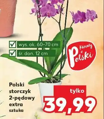 Kaufland Storczyk 2-pędowy extra 1 SZT oferta