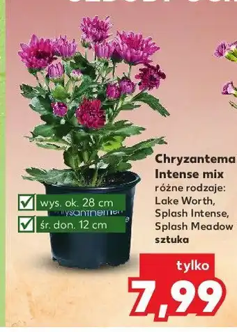 Kaufland Chryzantema intense mix wys. 28 cm 1 SZT oferta