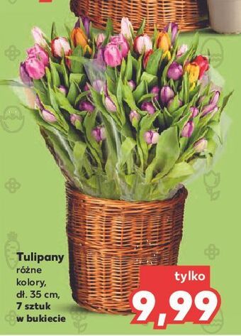 Kaufland Tulipany oferta