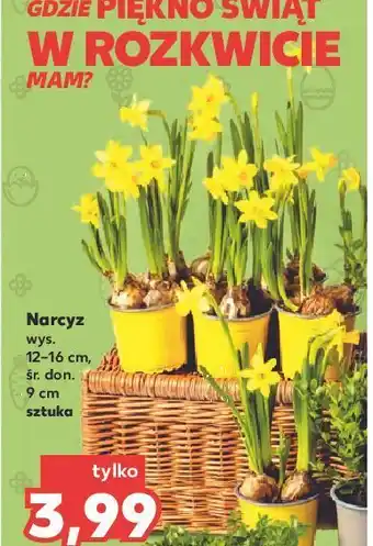 Kaufland Narcyz 9 cm oferta