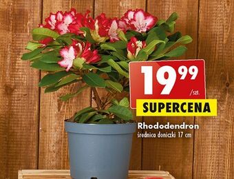 Biedronka Rododendron oferta