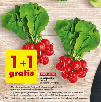 Biedronka Rzodkiewka oferta